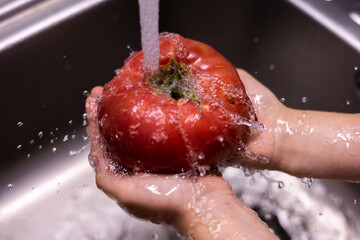 Fototapeta premium kid hands washing tomatoes in the kitchen sink