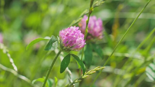 多摩川の土手　風に揺れるアカツメクサ　4K UHD