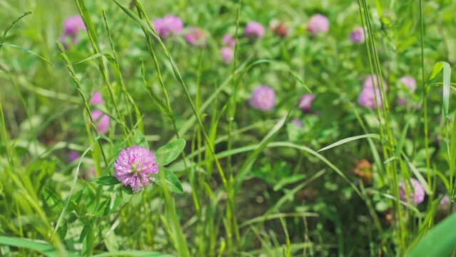 多摩川の土手　風に揺れるアカツメクサ　4K UHD
