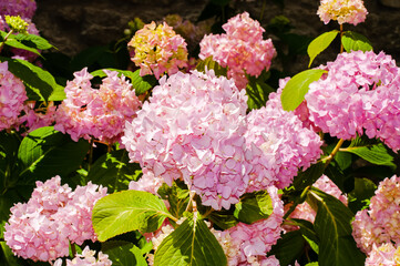 Beautiful pink hydrangea flowers in a summer garden on a sunny day