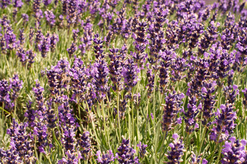 lavender field on a sunny summer day