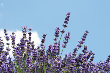 Lavender field against the sky