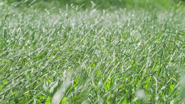 多摩川の土手　風に揺れる野草　4K UHD