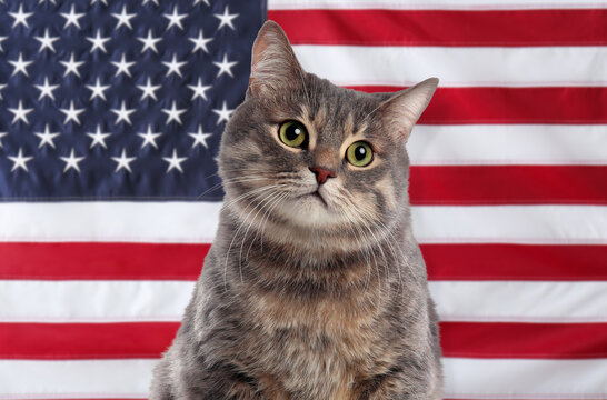 Cute cat against national flag of United States of America