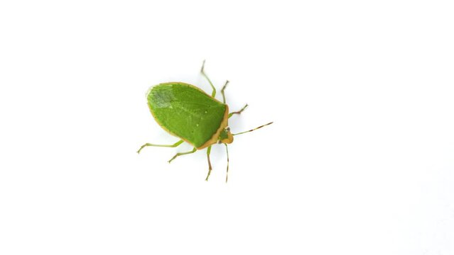 Southern green stink bug, scientific name is nezara viridula isolated on white background
