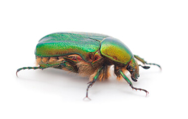 Beetle isolated on white background.