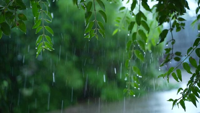 Flowing rain water on fresh green leaf