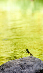 close-up of a wild dragonfly
