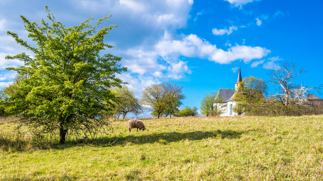 Sheep grazing at field on sunny day