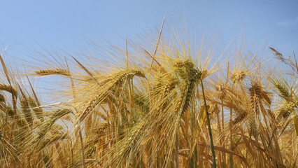 Gerste ( Hordeum vulgare), Ähren vor blauem Himmel, Deutschland, Europa