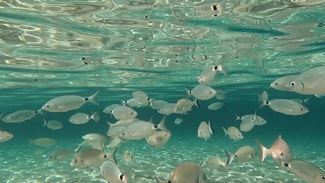 Banco de peces  en aguas cristalinas del mar de una playa de mallorca. Concepto de verano, vaciones, relax y disfrutar	