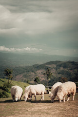 sheep in the farm