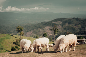 sheep in the farm