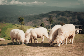 Fototapeta premium sheep in the farm
