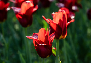 red tulips in a flower bed on a summer day