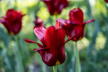 red tulips in a flower bed on a summer day