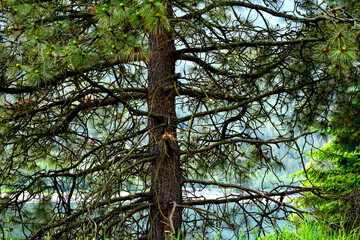 A large tree in British Columbia, Canada.