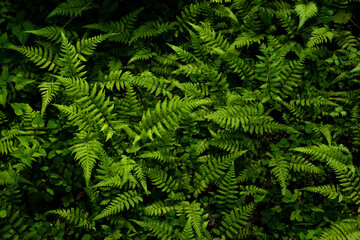 Ferns growing densely in the forest