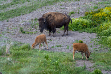 Fototapeta premium Bison and Calves