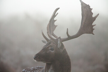 Fallow Deer stag looking at rivals during the annual rut	