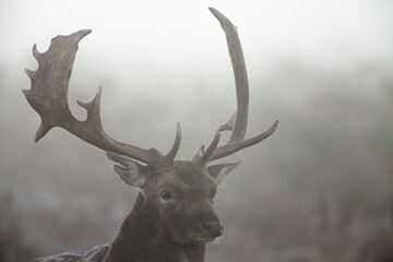 Fallow Deer stag looking at rivals during the annual rut	