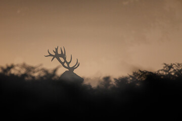 Silhouetted Red Deer in the morning during the annual deer rut in the UK