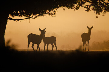 Fototapeta na wymiar Red deer hind at dawn, looking for the rest of the herd in Bushy Park, London