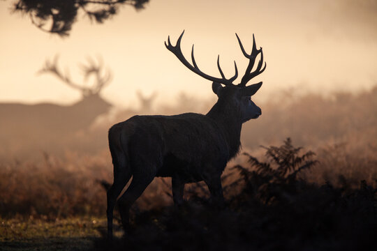 Silhouetted Red Deer in the morning during the annual deer rut in the UK