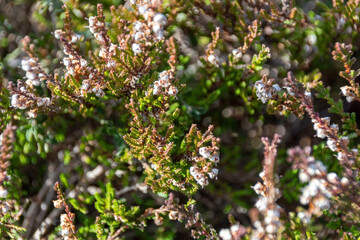 close up of branches with catkins