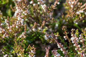 close up of branches with catkins