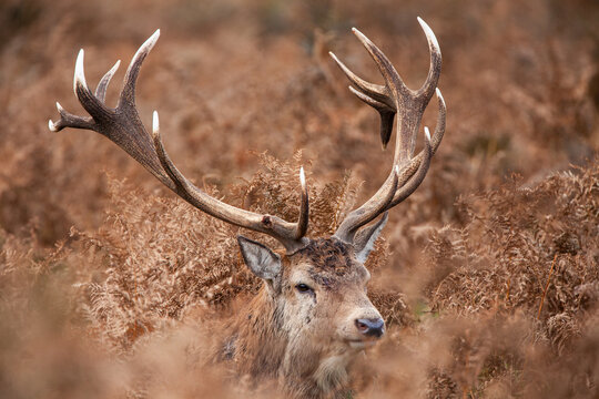 Red Deer Stag Standing In The Dead Bracken In London's Parks In The UK
