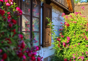 Fototapeta na wymiar Old wooden house, blooming climbing roses.