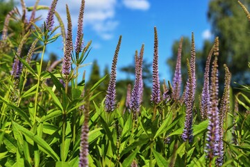Veronica spicata, spiked speedwell plant with blue flowers.