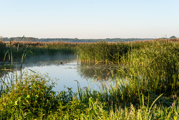 Letni poranek w Narwiańskim Parku Narodowym. Polska Amazonia, Podlasie, Polska © podlaski49