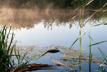 Letni poranek w Narwiańskim Parku Narodowym. Polska Amazonia, Podlasie, Polska © podlaski49