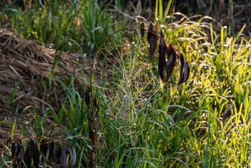 Letni poranek w Narwiańskim Parku Narodowym. Polska Amazonia, Podlasie, Polska © podlaski49
