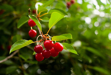 Obraz premium ripe cherry
