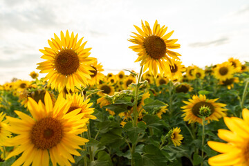 a field of sunflowers against the sky and a beautiful sunset
