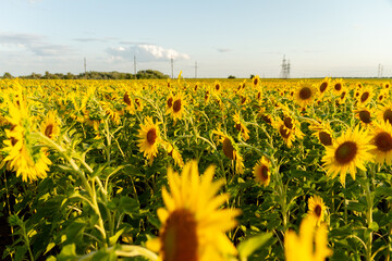 a field of sunflowers against the sky and a beautiful sunset
