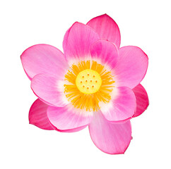 Pink Lotus flower on isolated white background. Clipping path object