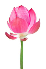 Pink Lotus flower on isolated white background. Clipping path object