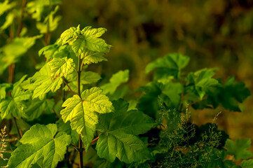 tree seedling leaves lit by the sun