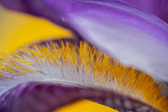 Macro photo of iris. Yellow-purple color scheme.Botanical details of a flower.  blur and  selective focus