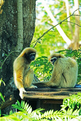 white gibbon on the tree