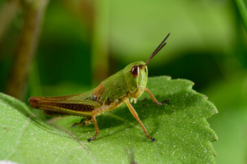 Meadow grasshopper // Gemeiner Grashüpfer (Pseudochorthippus parallelus)