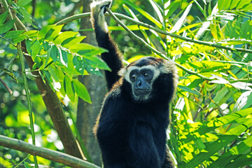 black gibbon on the tree