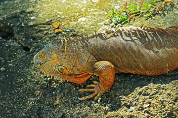 iguana on a tree