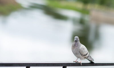 A blue dove sits on an iron railing on a river embankment.