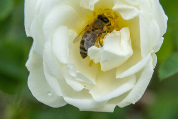 A bee collects nectar from a blossoming white rose bud. © Петр Меркурьев
