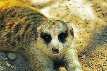 Fototapeta premium Slender-tailed Meerkat in the zoo